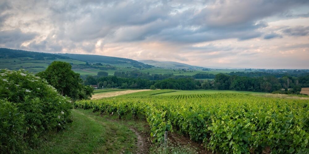 Discover Bourgogne: Elegance in Every Glass